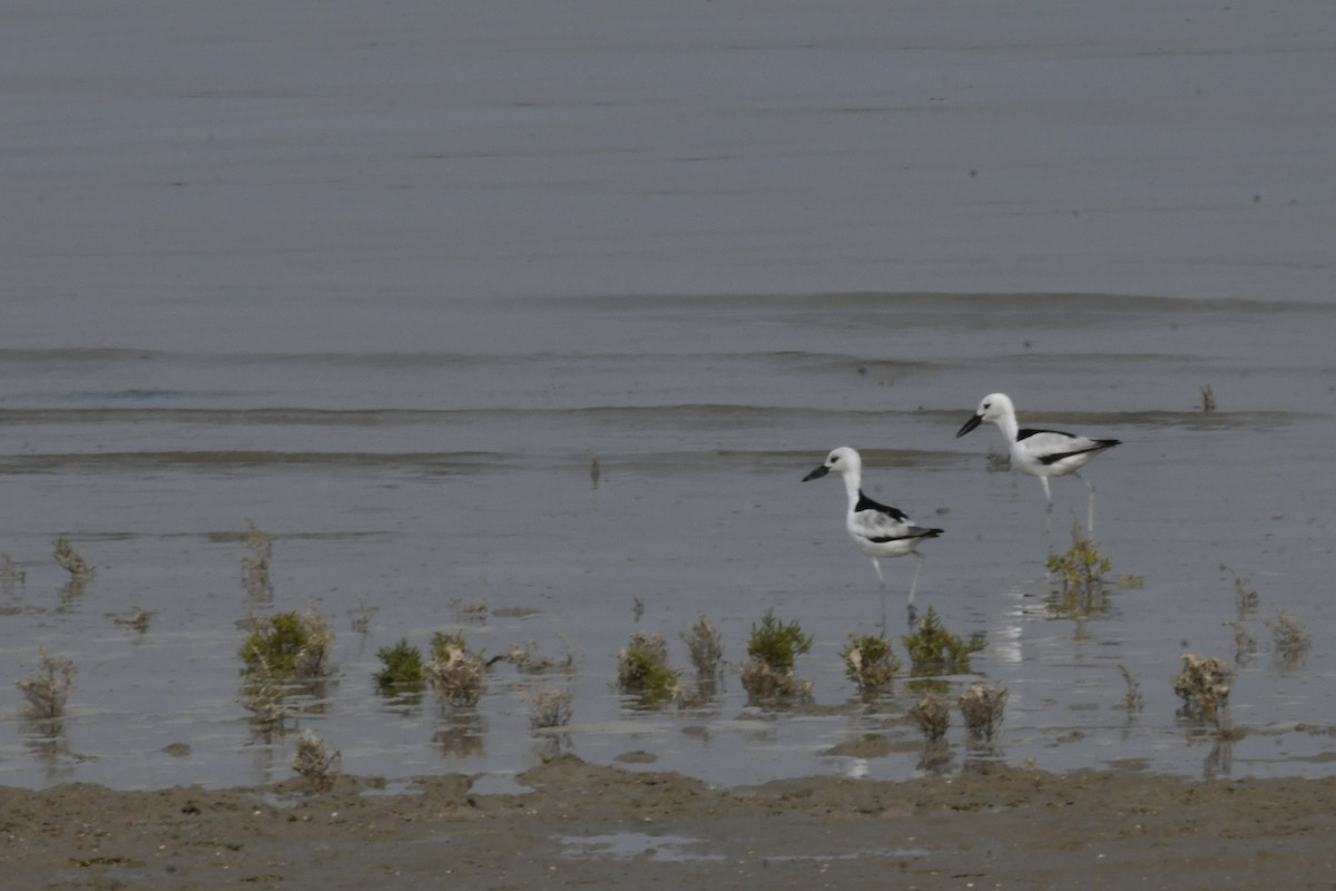 Crab-Plover - ML646684907