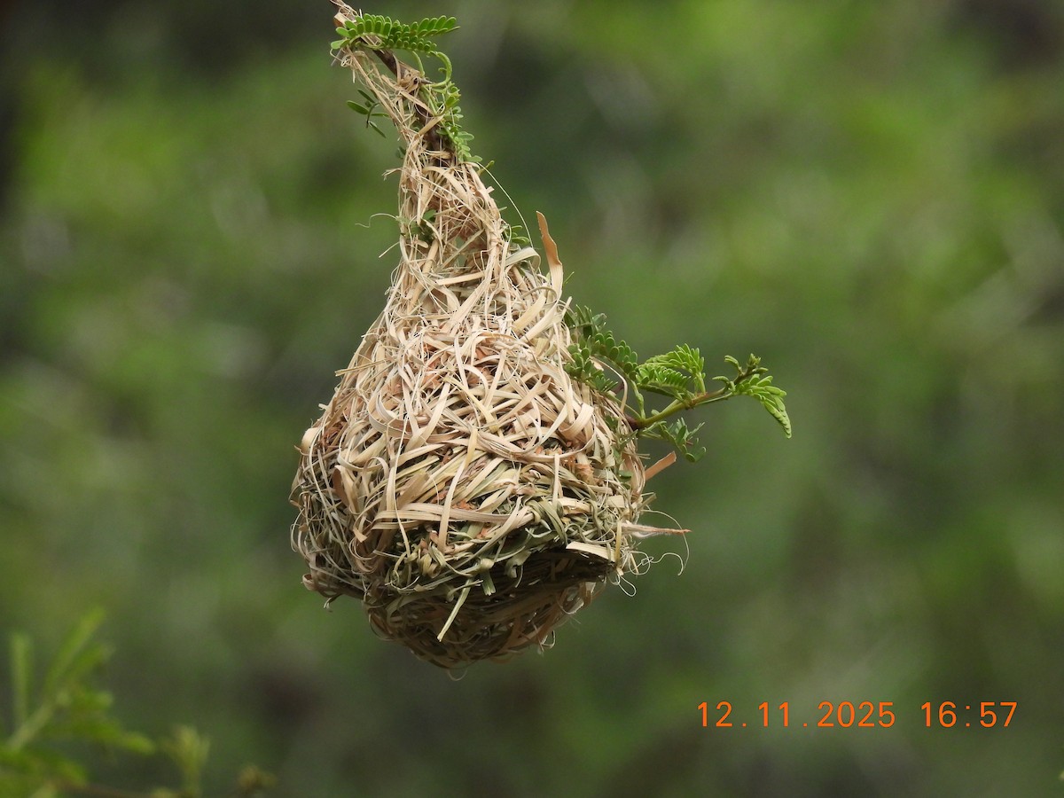 Southern Masked-Weaver - ML646684911