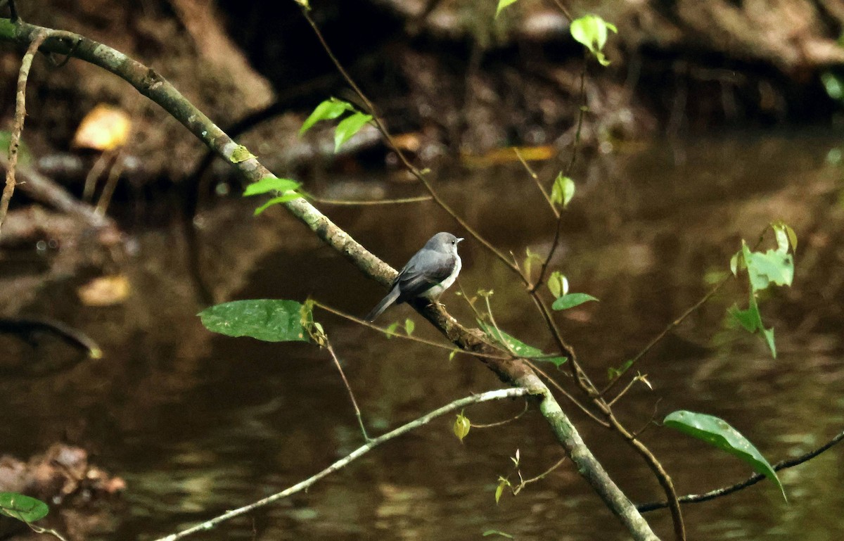 Cassin's Flycatcher - ML646684912