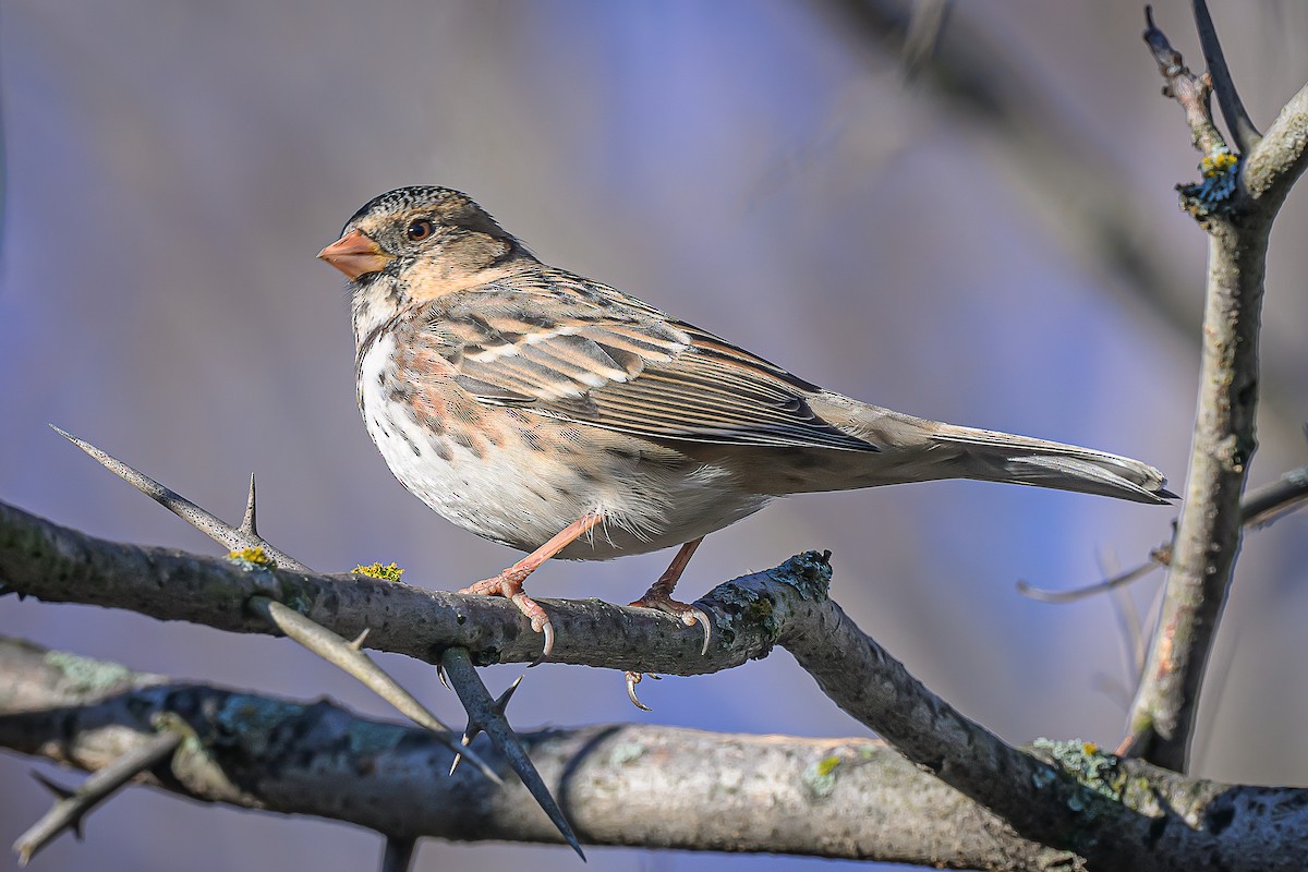 Harris's Sparrow - ML646684914