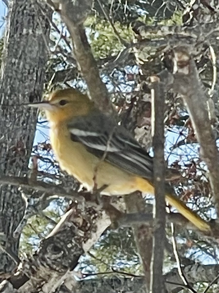 Baltimor Turpiyalı - ML646684915