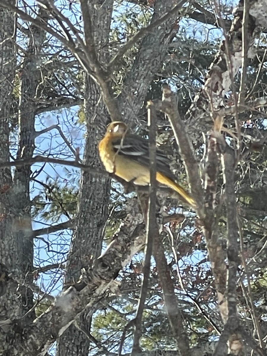 Baltimor Turpiyalı - ML646684916