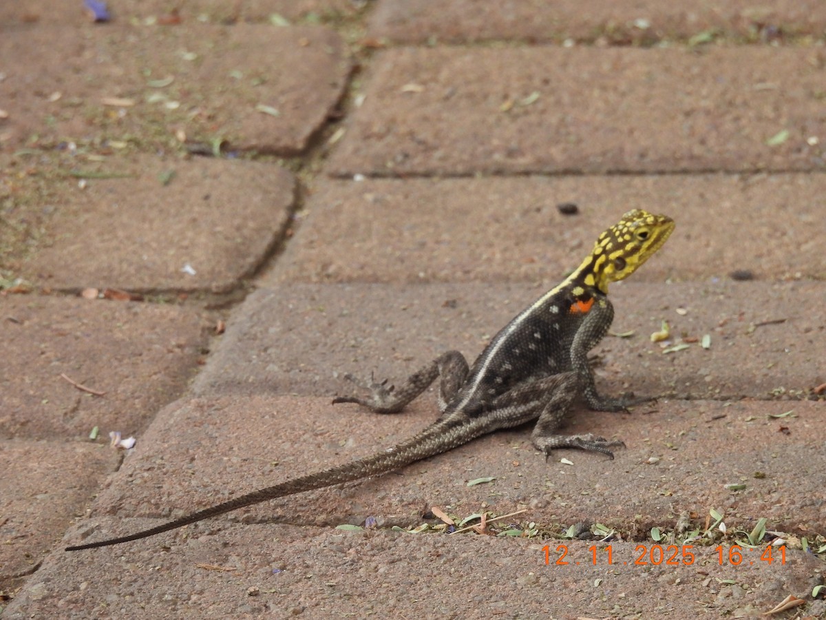 動物界 - ML646684917