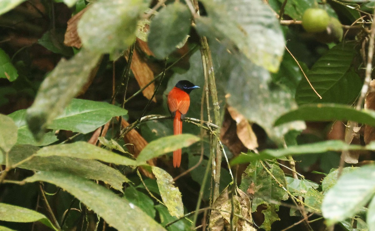 Black-headed Paradise-Flycatcher - ML646684919