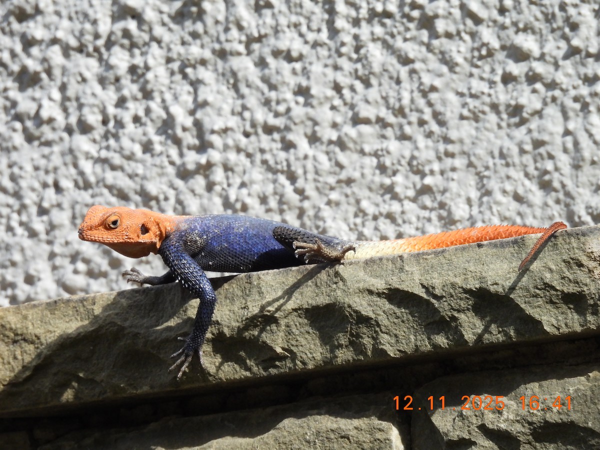 動物界 - ML646684920