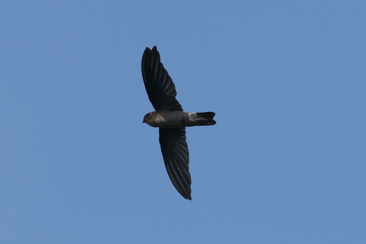 White-nest Swiftlet - ML646684922