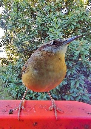 Carolina Wren - ML646684924