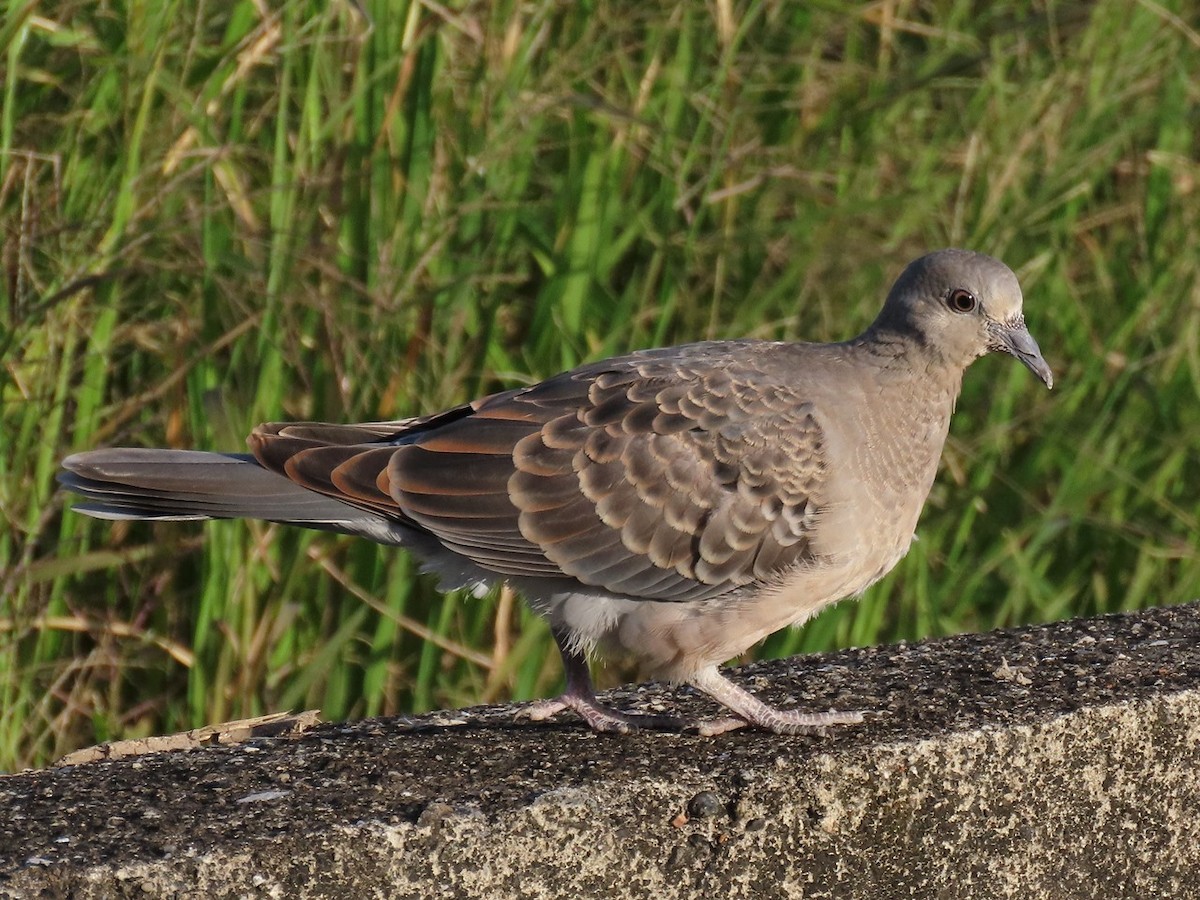 Oriental Turtle-Dove - ML646684927