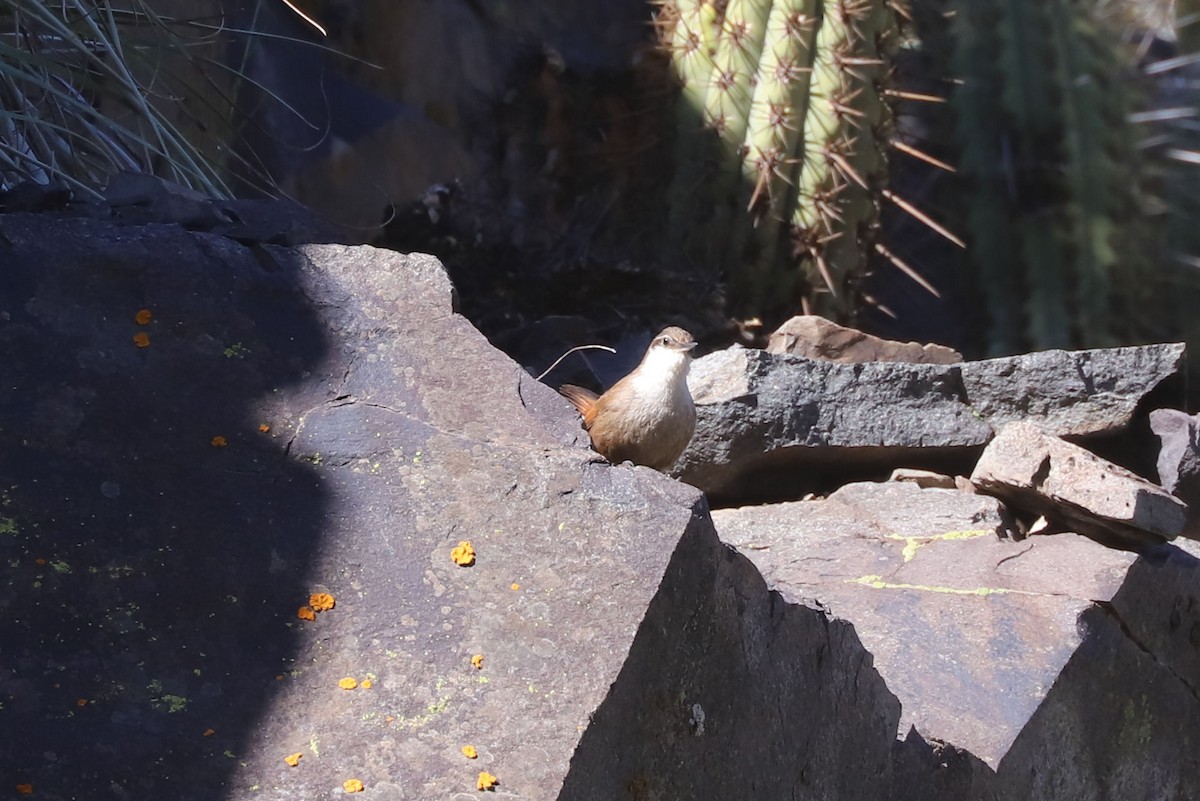 チリーカマドドリ - ML646684928