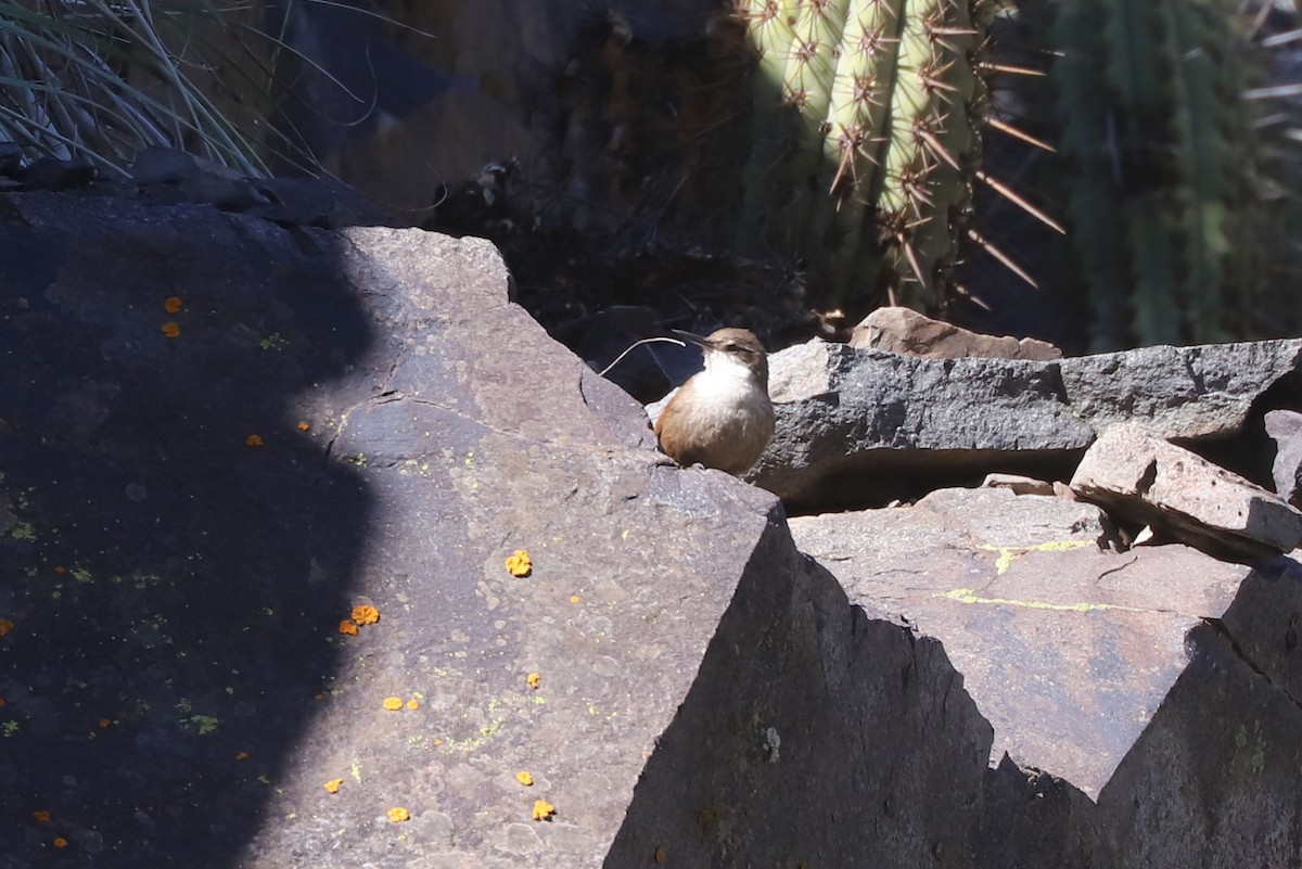 チリーカマドドリ - ML646684930