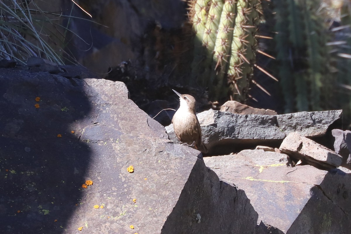 チリーカマドドリ - ML646684931