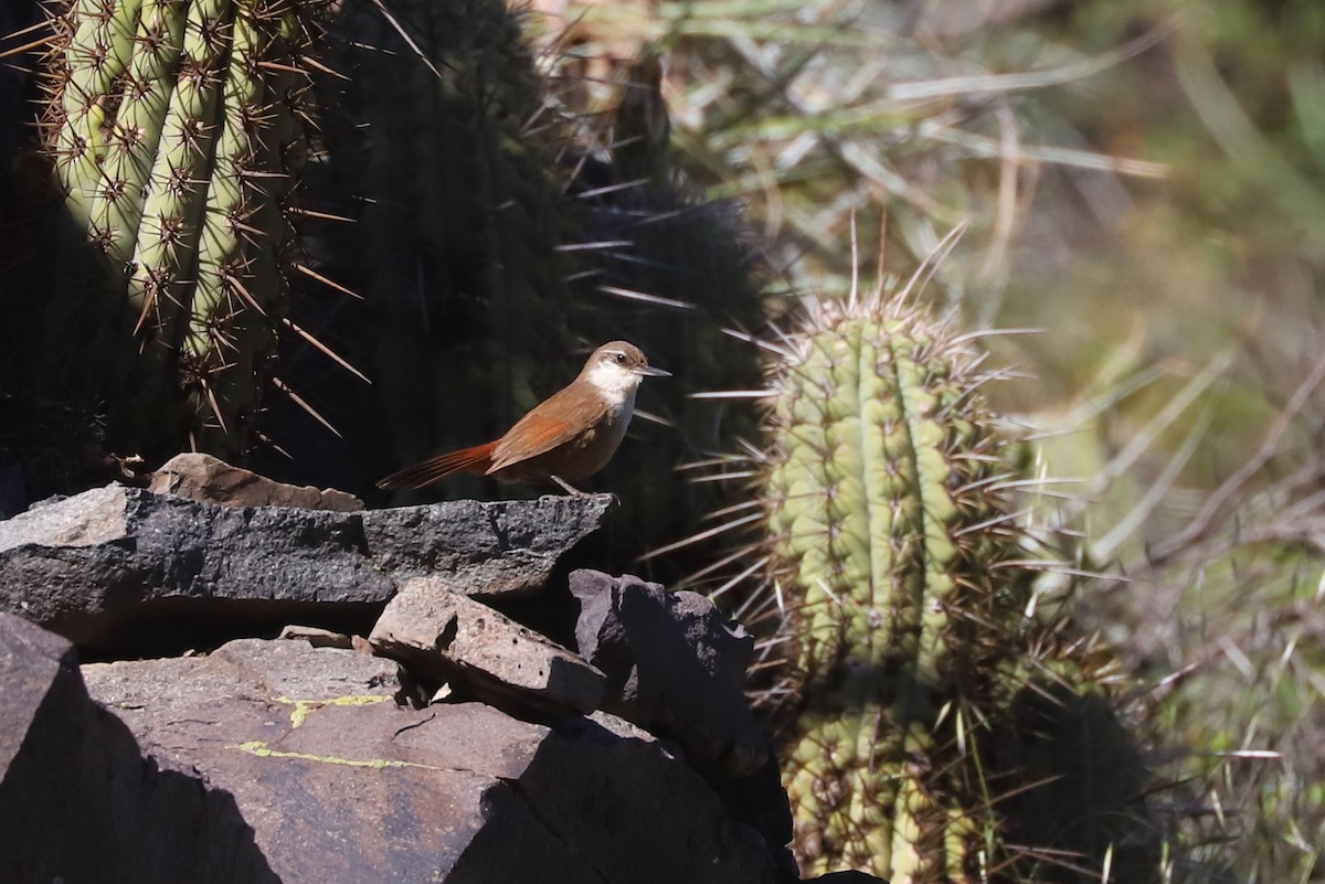 チリーカマドドリ - ML646684932