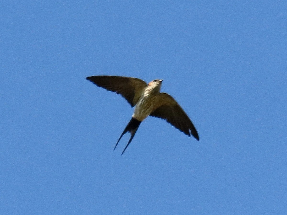 Eastern Red-rumped Swallow (Striated) - ML646684935