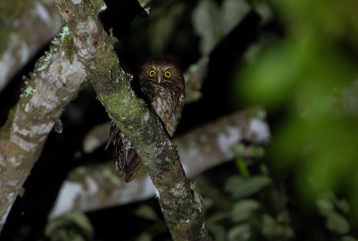 Cinnabar Boobook - ML646684936