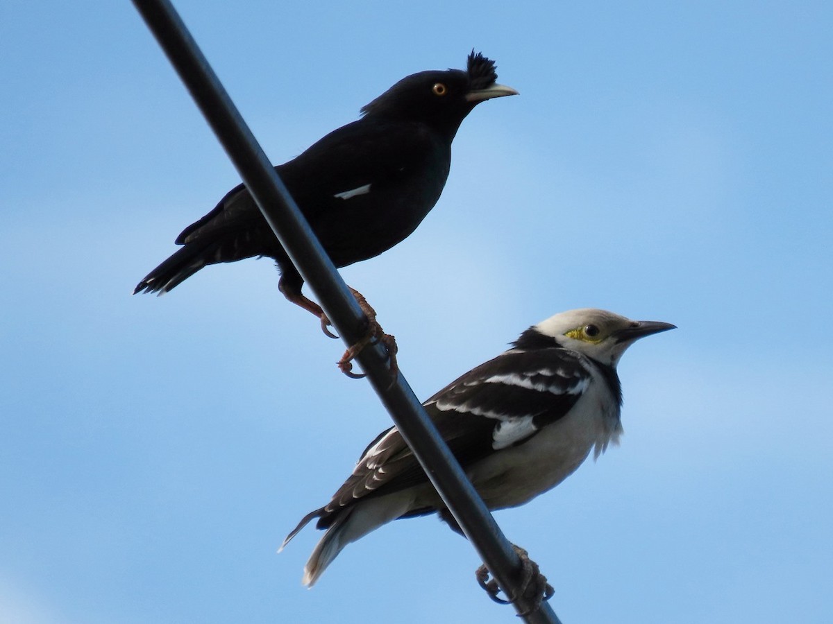 Crested Myna - ML646684939