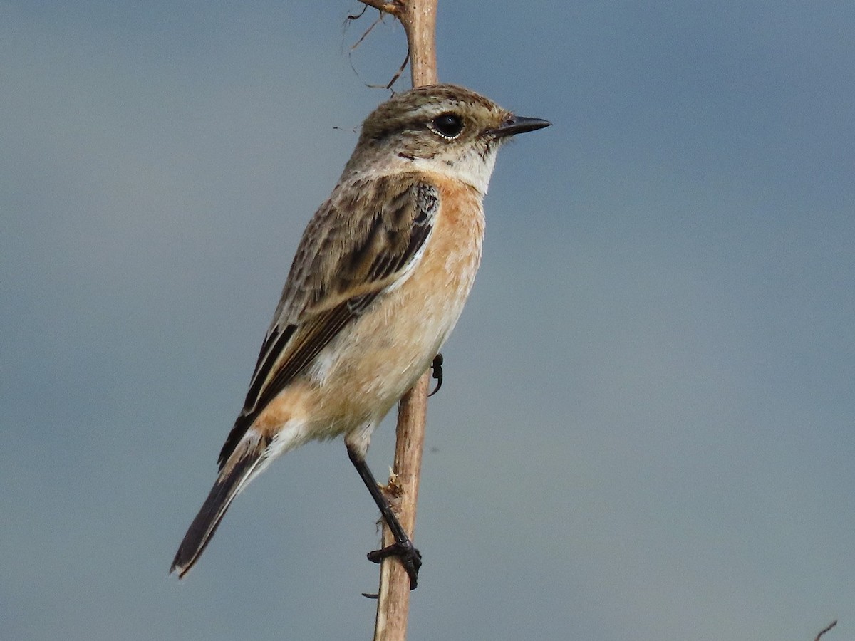 Amur Stonechat - ML646684940