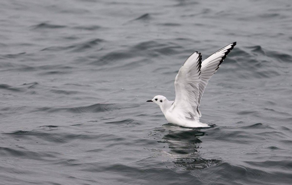 Bonaparte's Gull - ML646684941