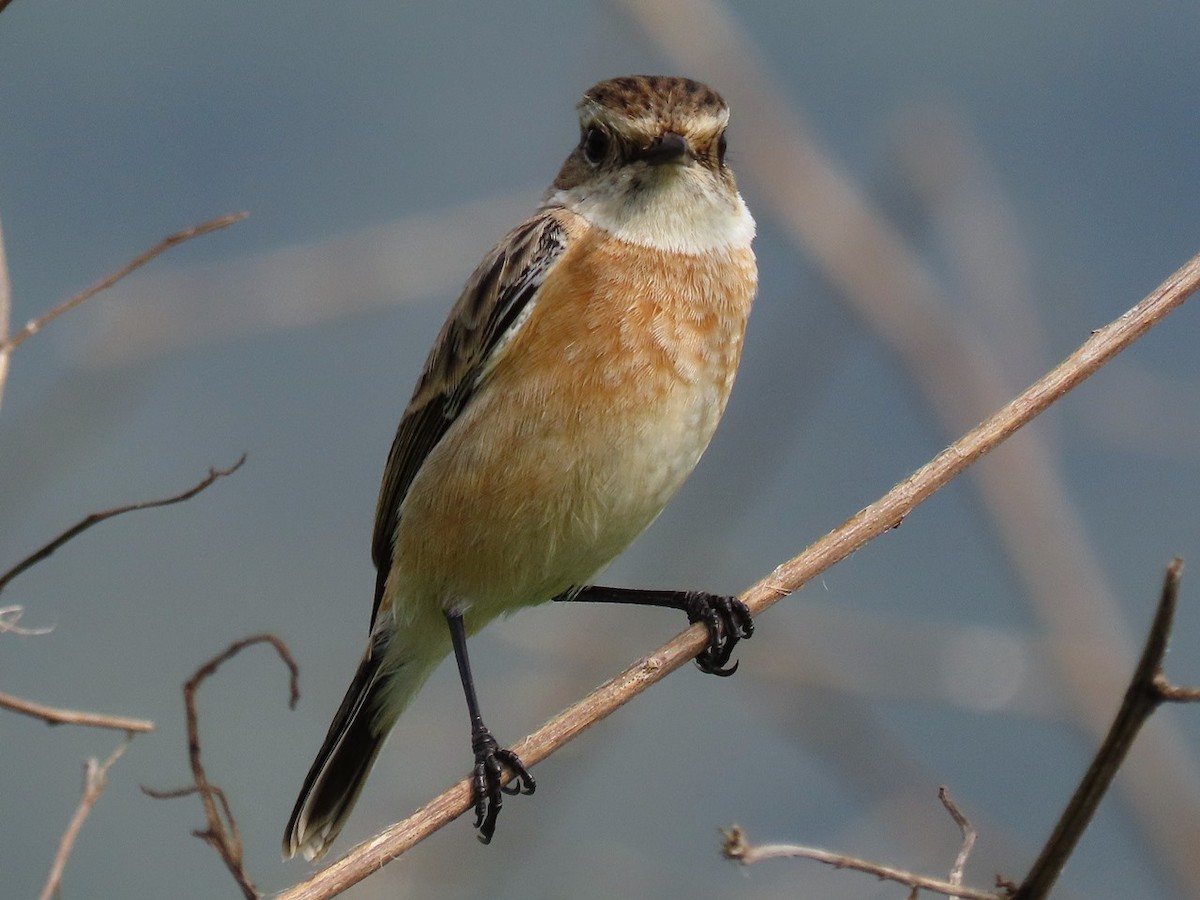 Amur Stonechat - ML646684942