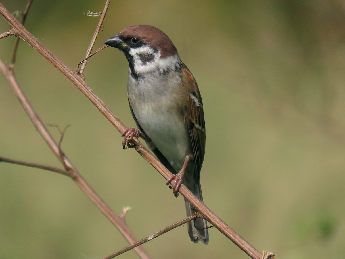 Passera mattugia - ML646684944