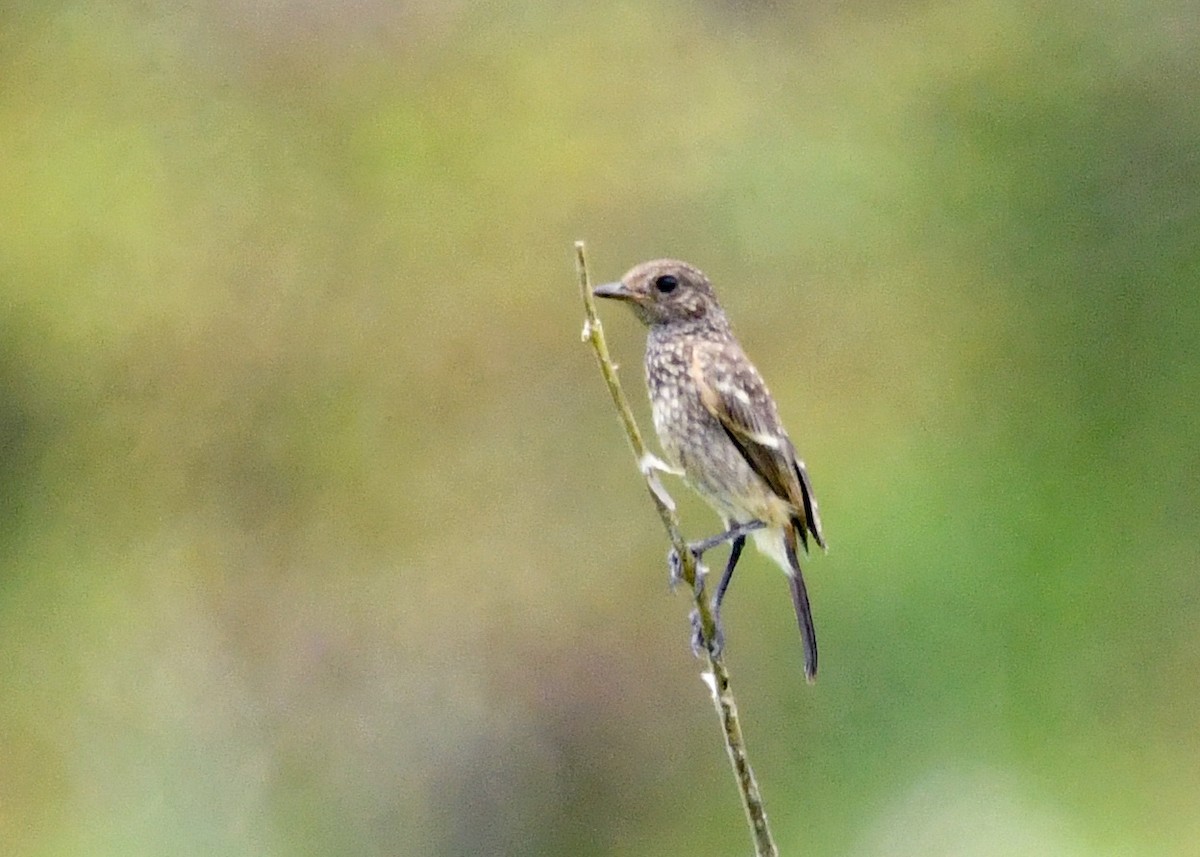 Pied Bushchat - ML646684948