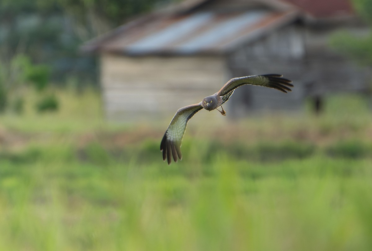 Spotted Harrier - ML646684949