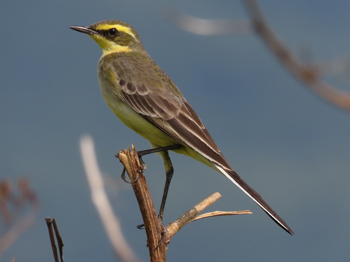 Eastern Yellow Wagtail - ML646684950