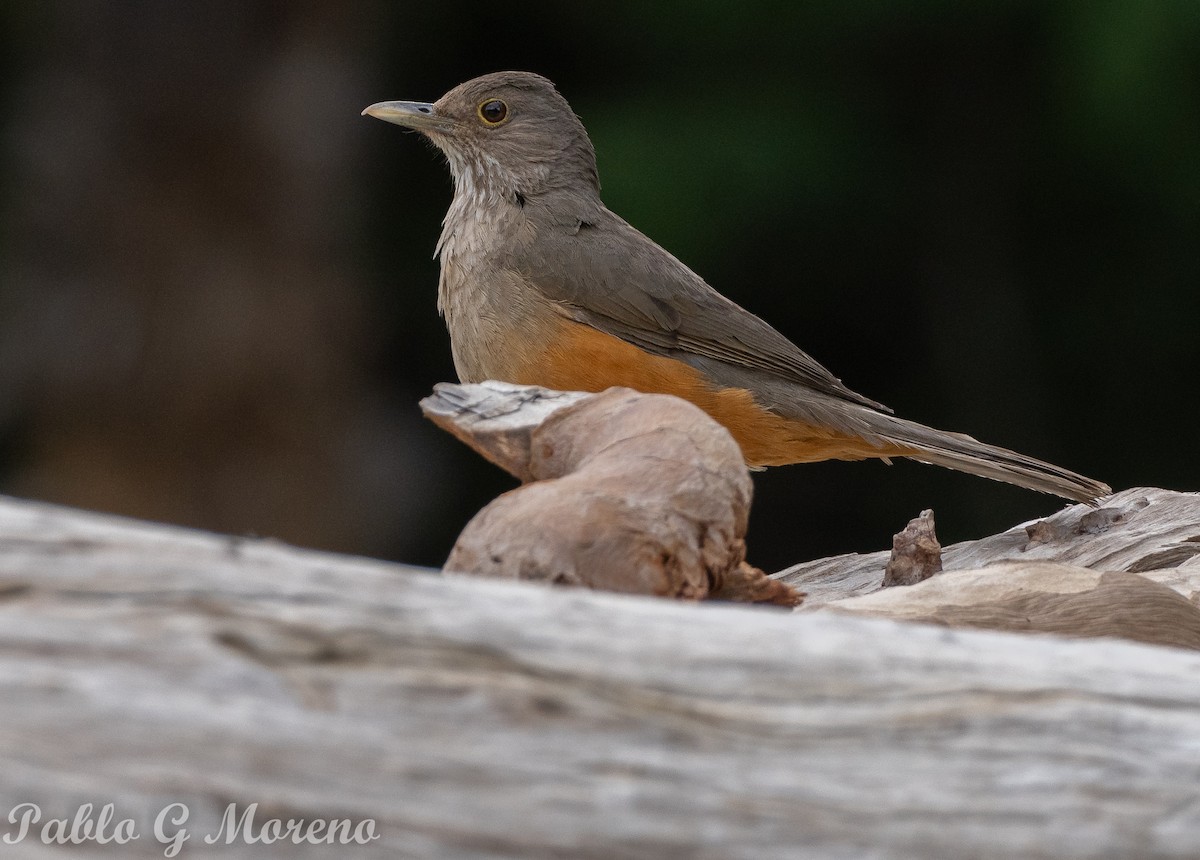 Rufous-bellied Thrush - ML646684951
