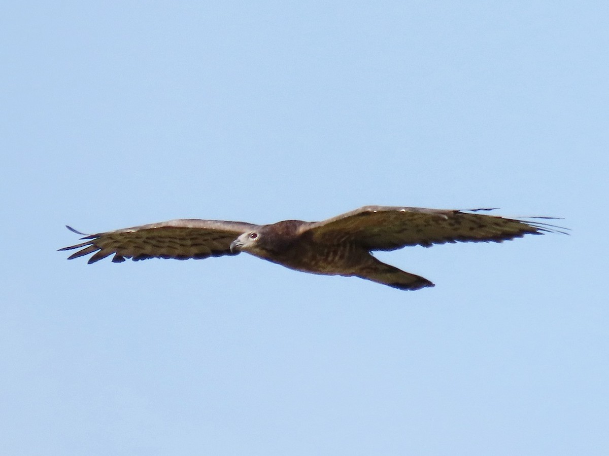 Falco pecchiaiolo orientale - ML646684953