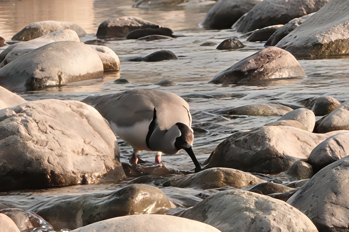 Ibisbill - ML646684954