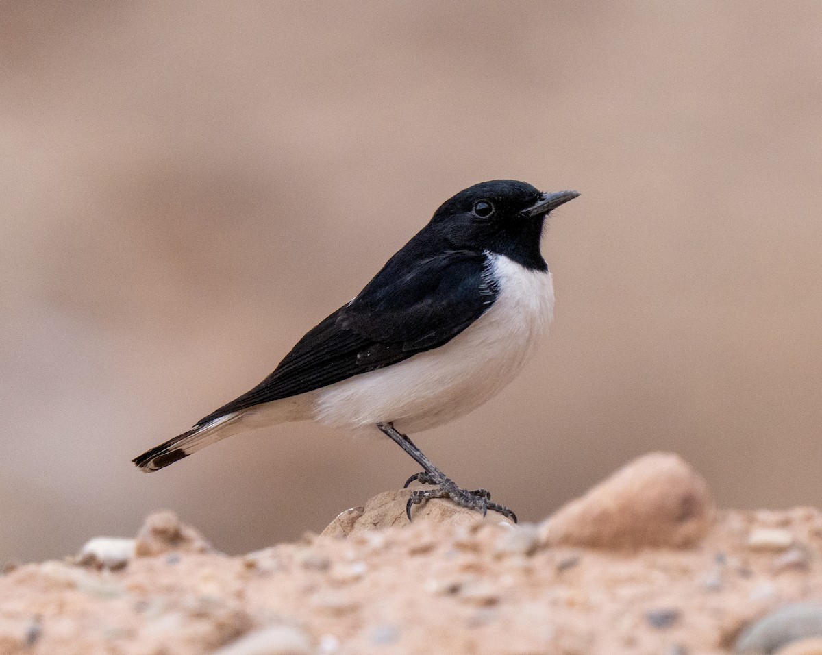 Schwarzkopf-Steinschmätzer - ML646684955