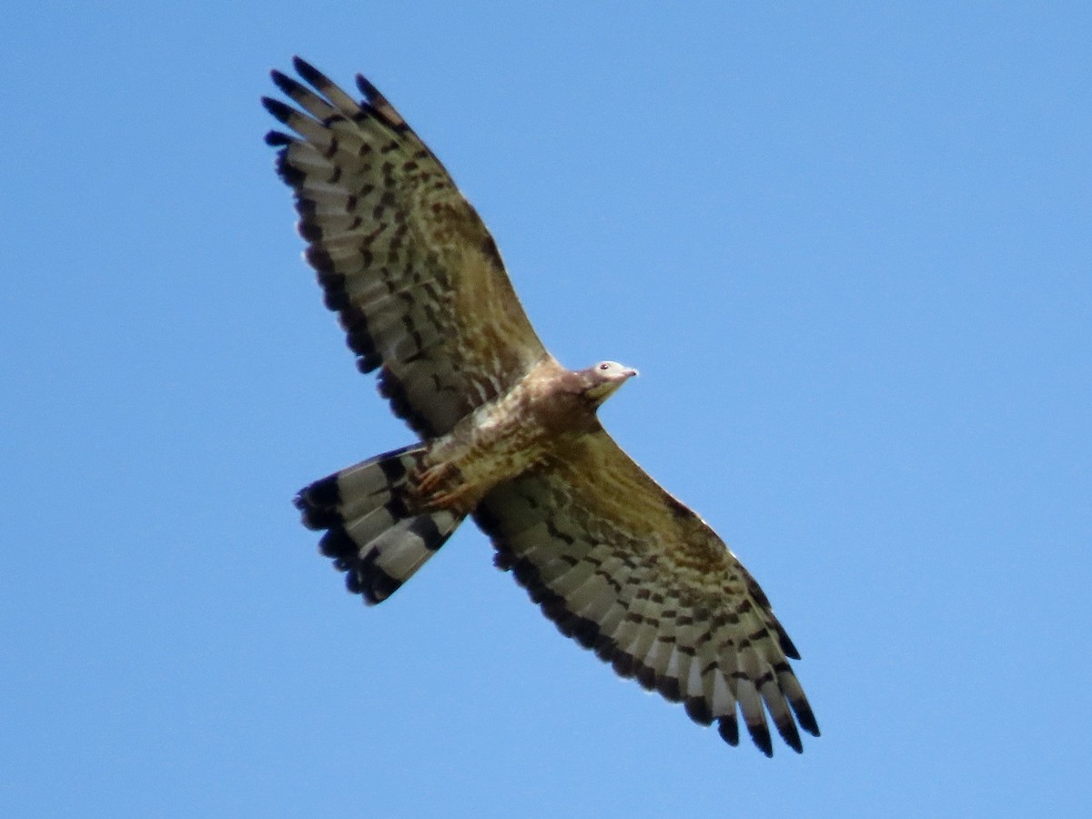 Falco pecchiaiolo orientale - ML646684956