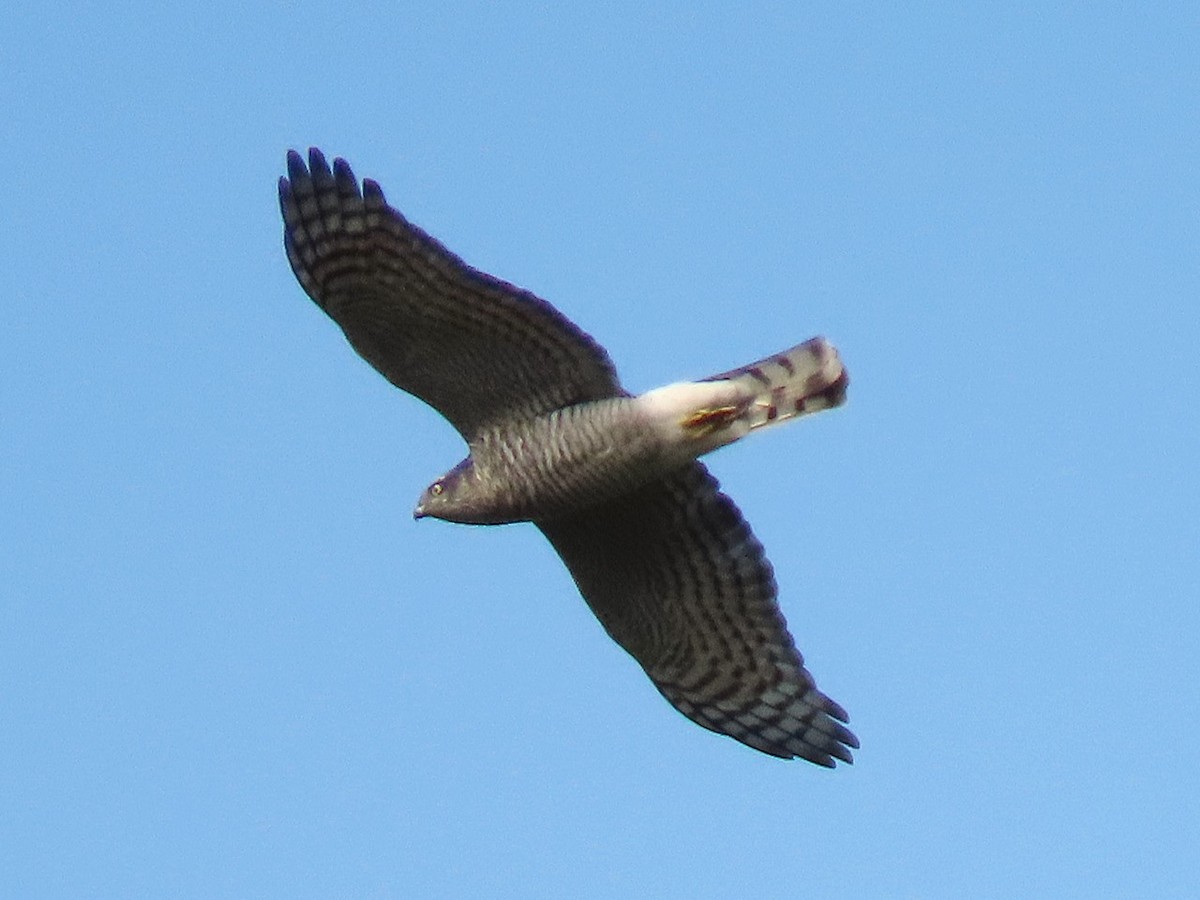 Sparviere - ML646684966