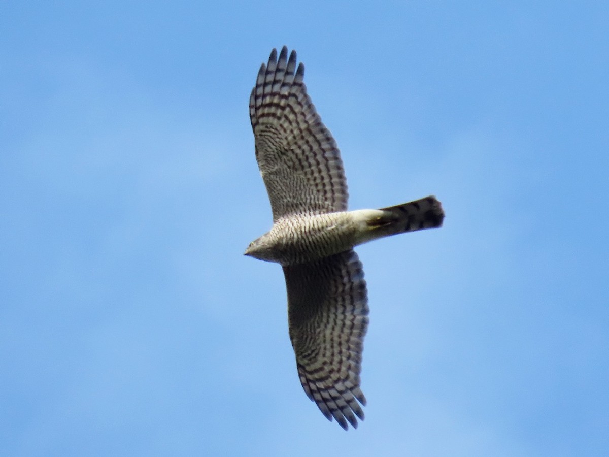 Sparviere - ML646684980