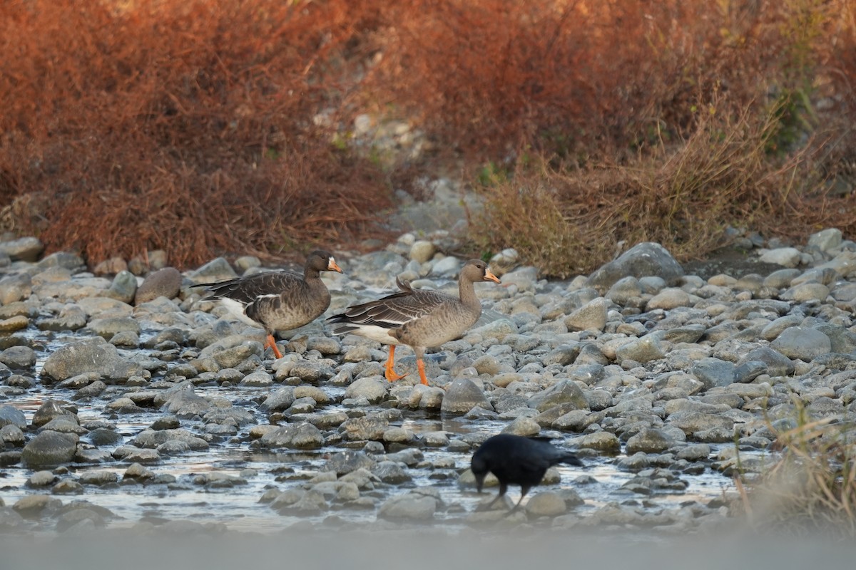 Greater White-fronted Goose - ML646684983