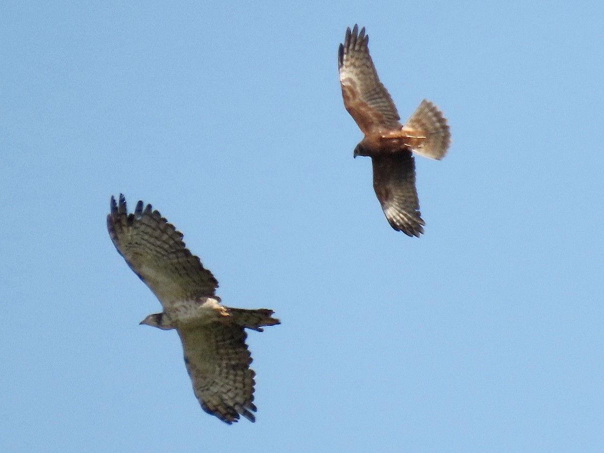 Pied Harrier - ML646684984