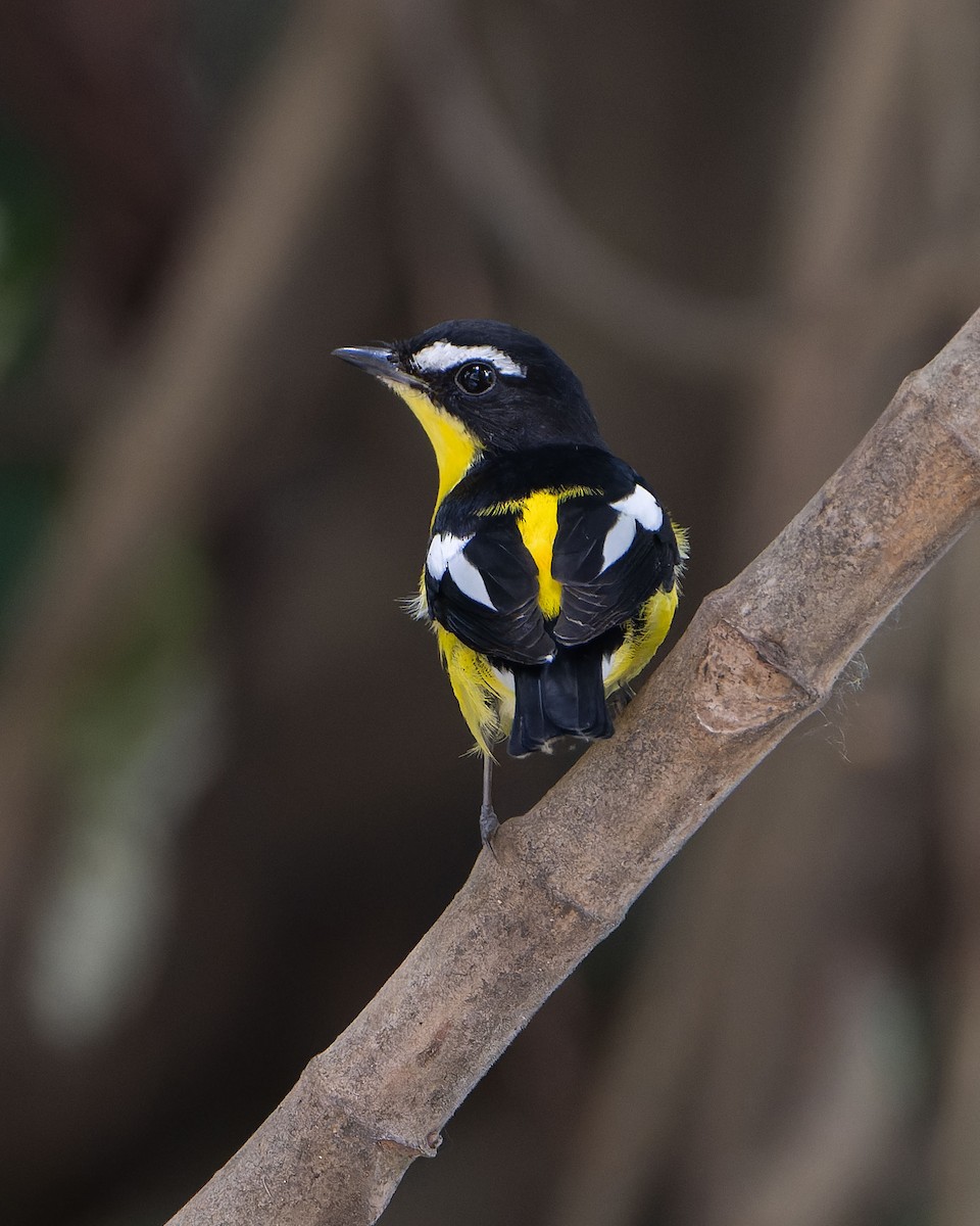 Yellow-rumped Flycatcher - ML646684985