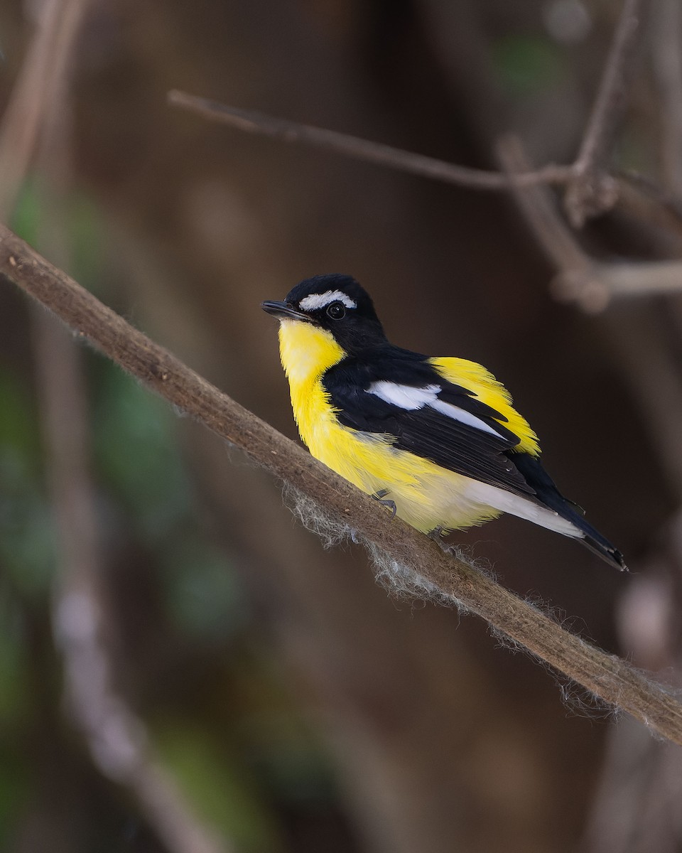 Yellow-rumped Flycatcher - ML646684986