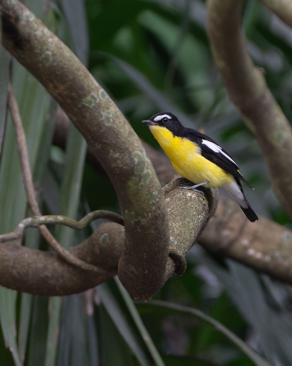 Yellow-rumped Flycatcher - ML646684988