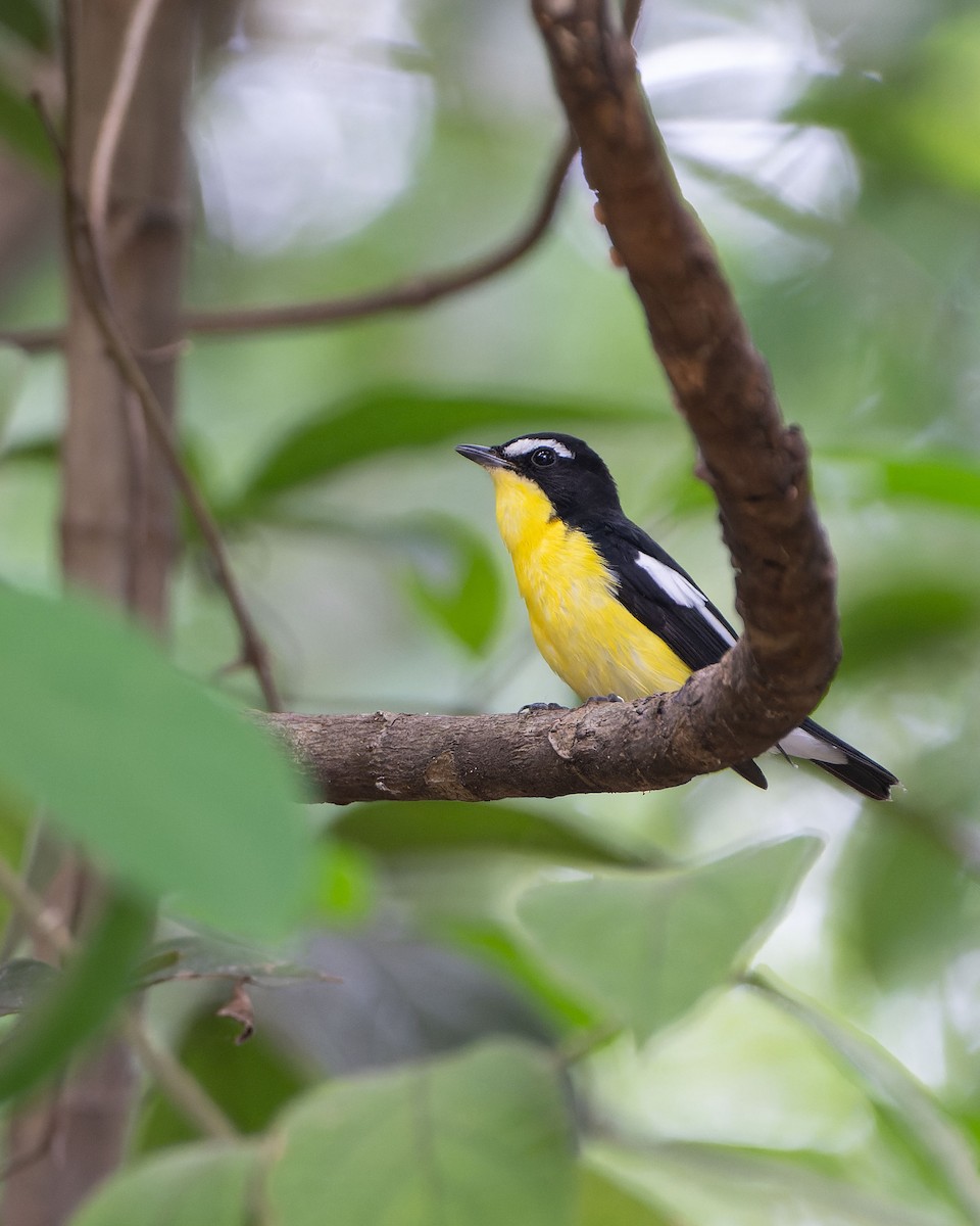Yellow-rumped Flycatcher - ML646684989