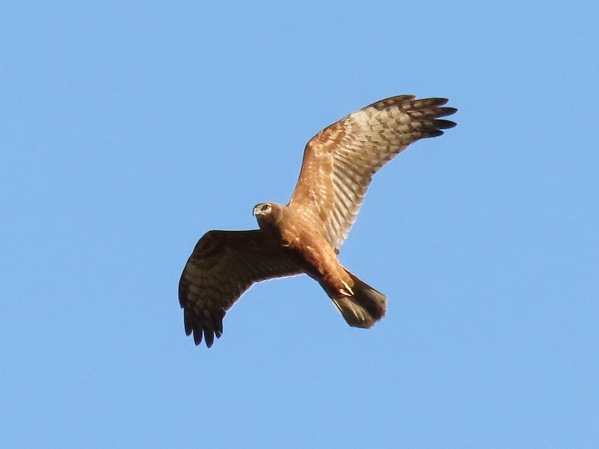 Pied Harrier - ML646684992