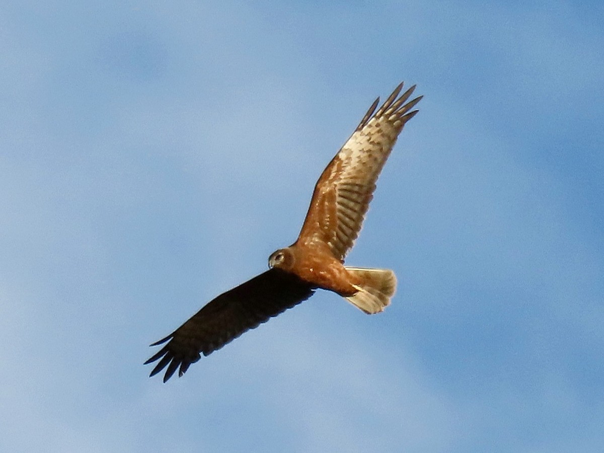 Pied Harrier - ML646684993