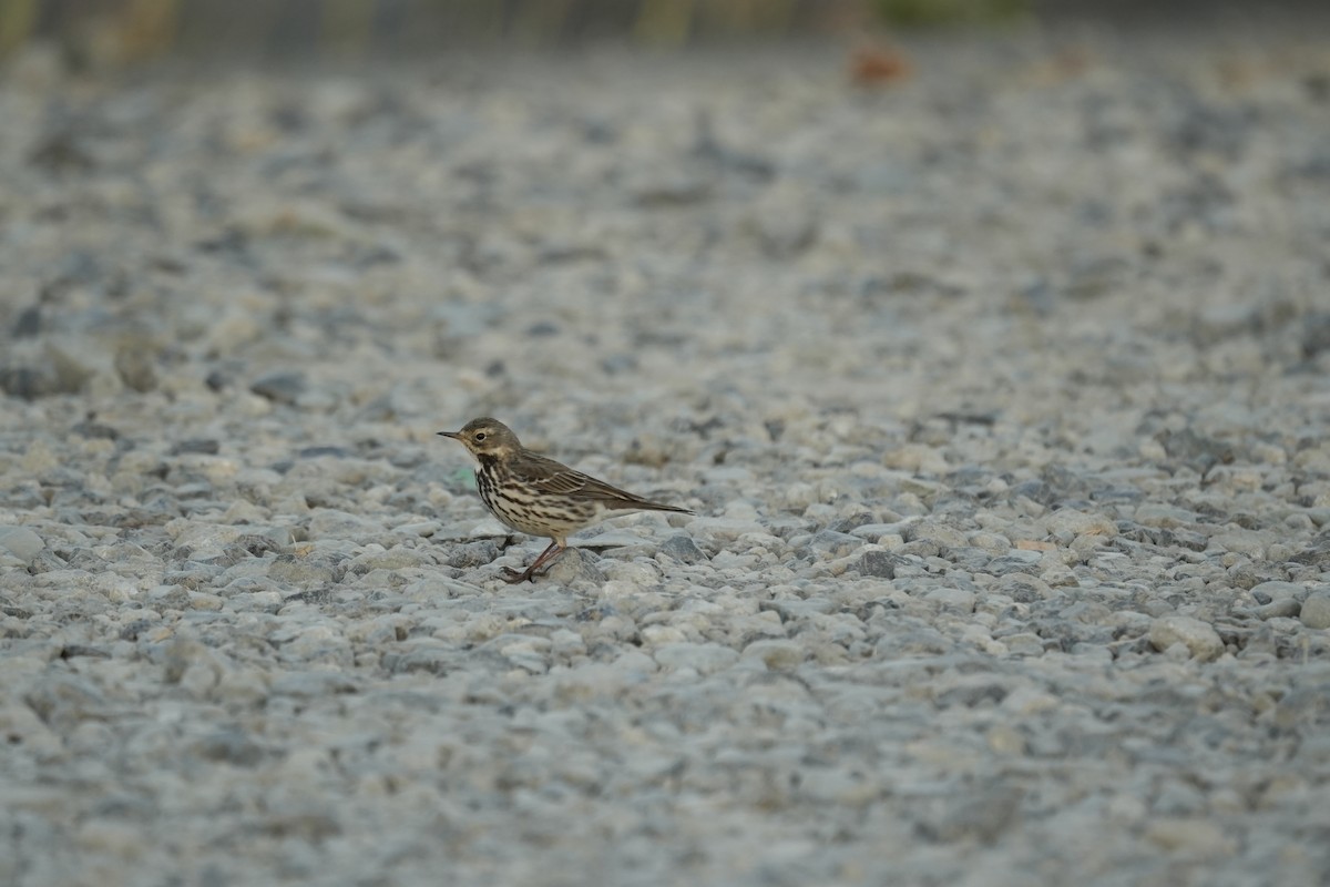 Siberian Pipit - ML646684995