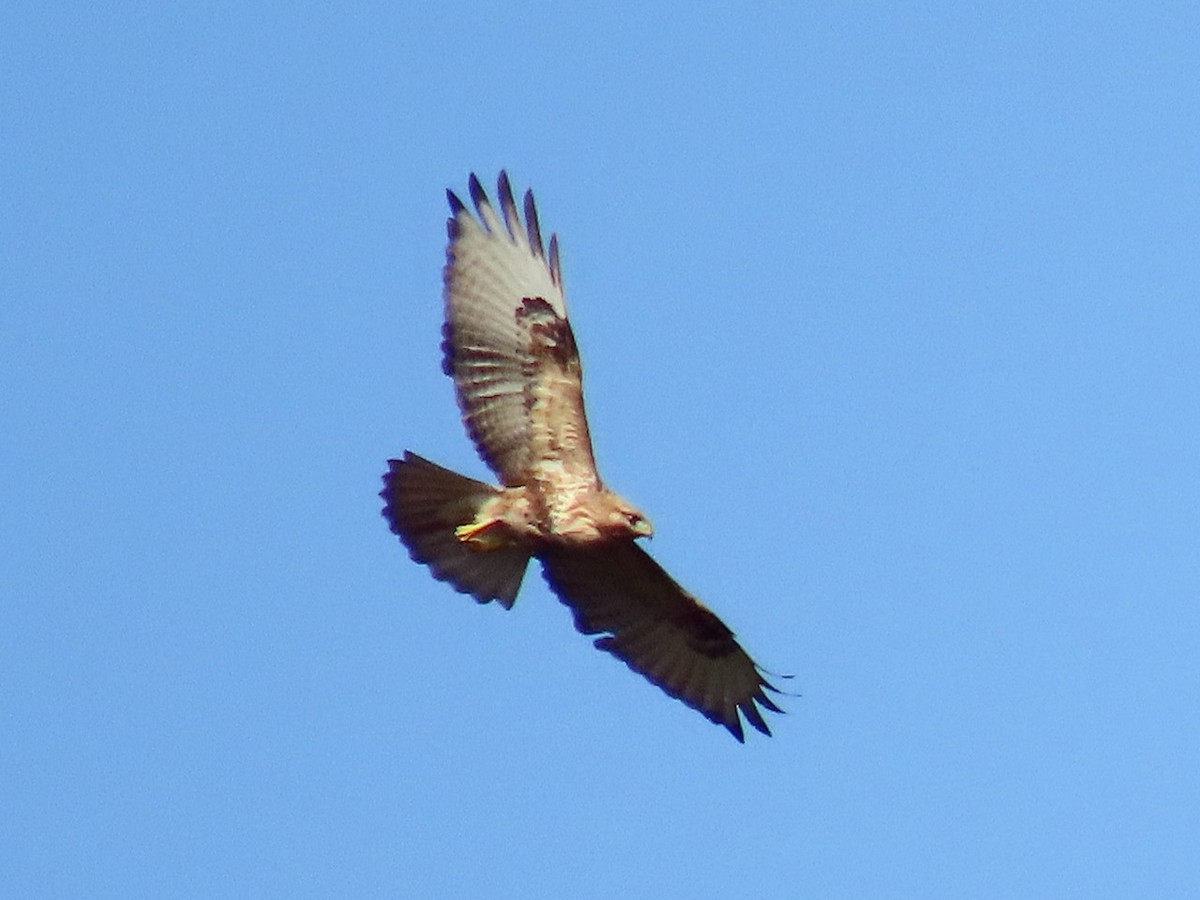 Eastern Buzzard - ML646684996