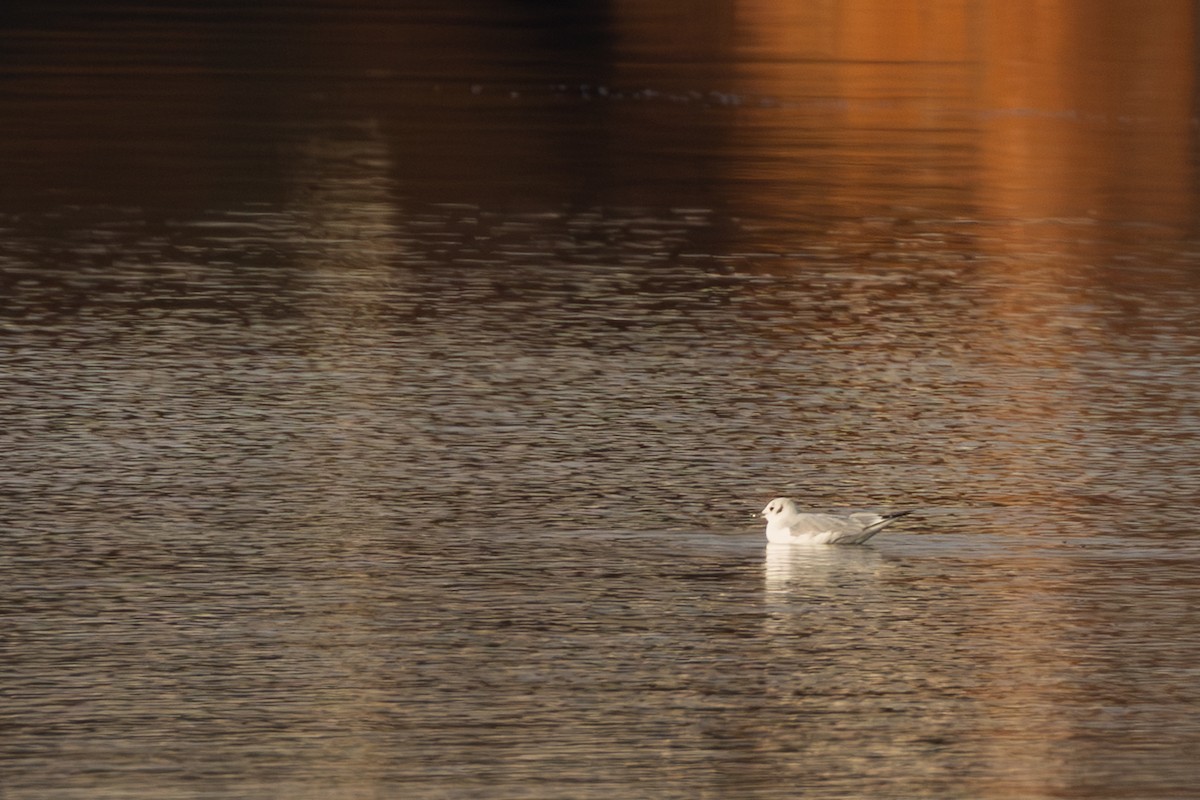 Bonaparte's Gull - ML646684997