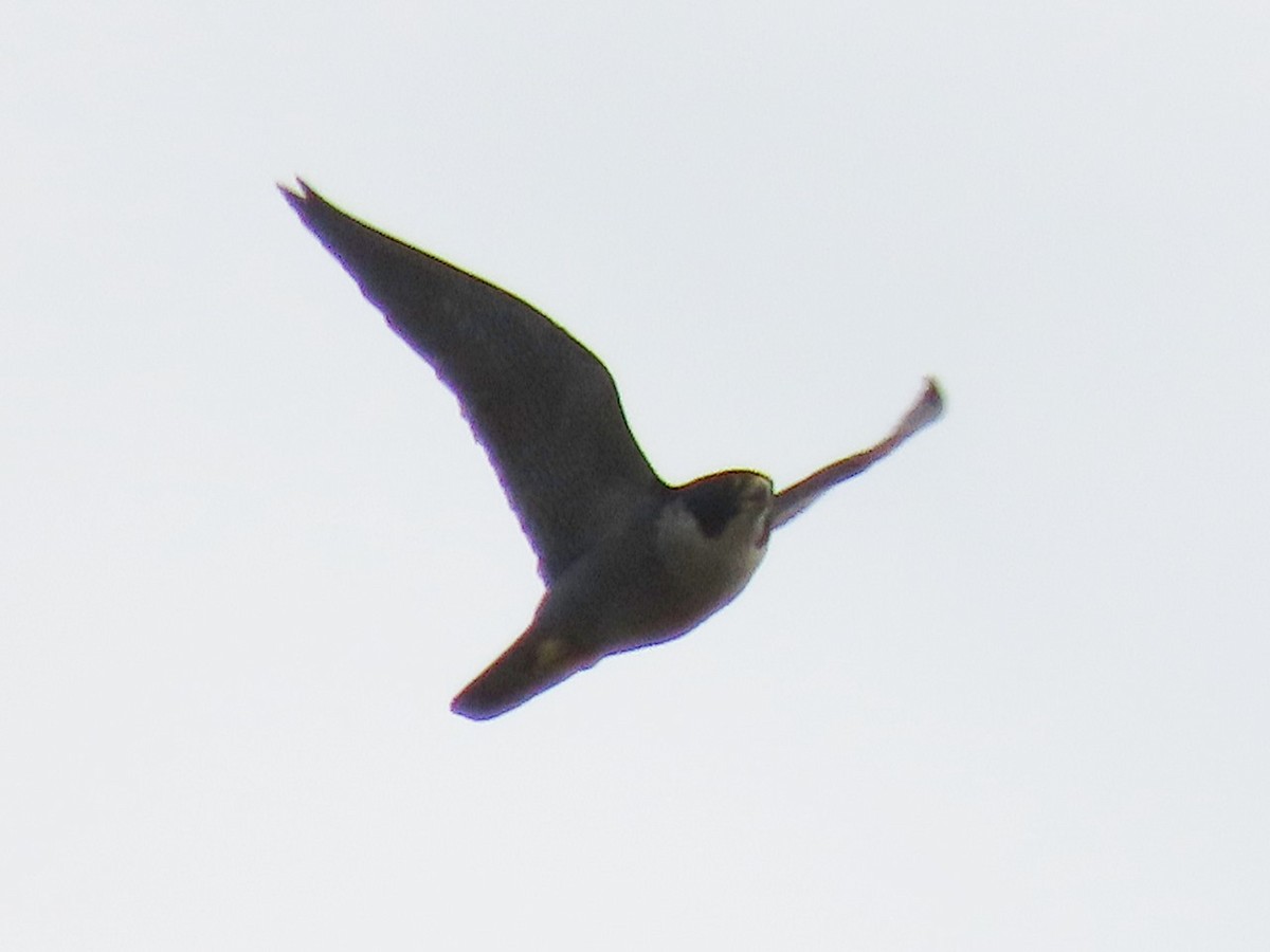 Peregrine Falcon - ML646685002