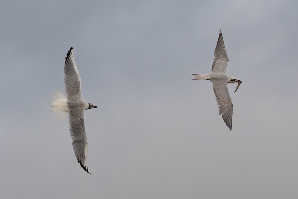 racek chechtavý - ML646685005