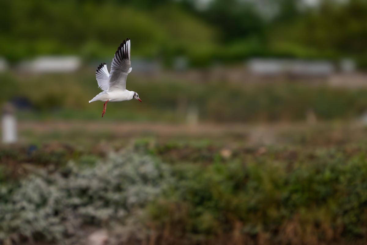 racek chechtavý - ML646685009