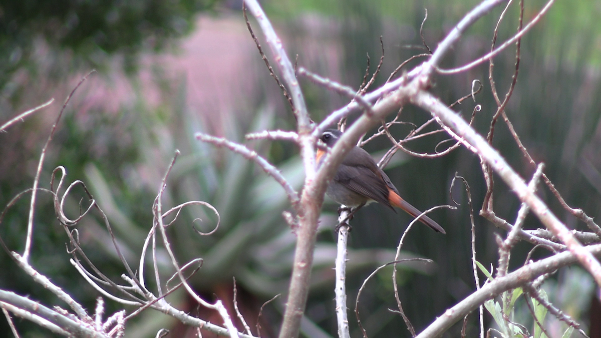 Cosifa Cafre - ML646685010