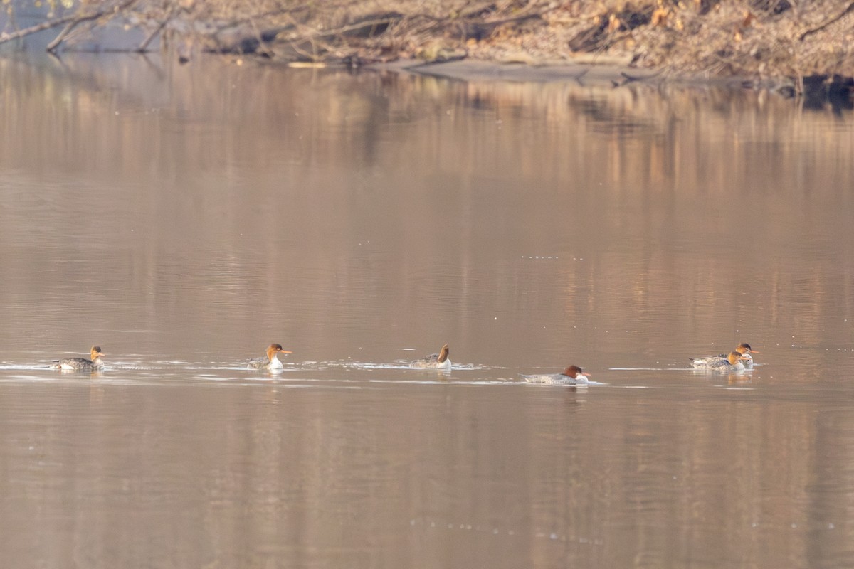 Red-breasted Merganser - ML646685011