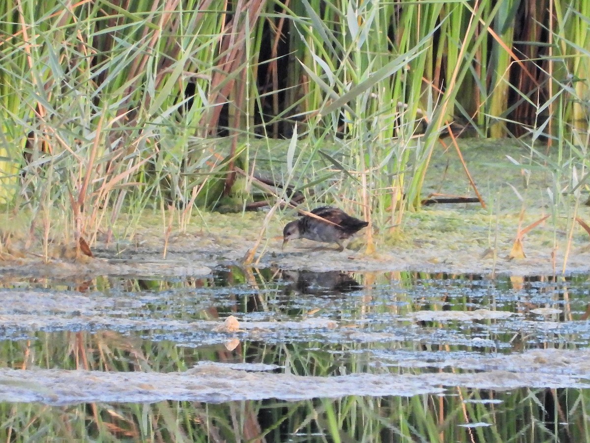 Little Crake - ML646685012